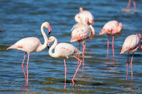 Flamingos Are Seen in Meneou Lake - Cyprus