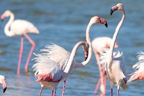 Flamingos Are Seen in Meneou Lake - Cyprus