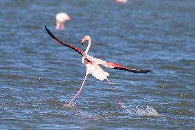 Flamingos Are Seen in Meneou Lake - Cyprus