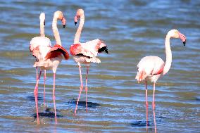 Flamingos Are Seen in Meneou Lake - Cyprus