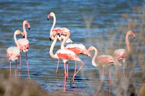 Flamingos Are Seen in Meneou Lake - Cyprus