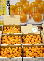 Year's 1st kumquat auction in Japan