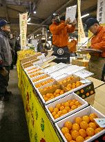 Year's 1st kumquat auction in Japan