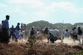 Traditional Bull-taming Festival - Myanmar