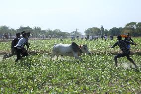 Traditional Bull-taming Festival - Myanmar