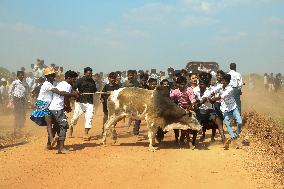 Traditional Bull-taming Festival - Myanmar