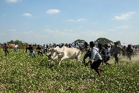 Traditional Bull-taming Festival - Myanmar