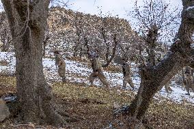 KDPI Military Drill Near Erbil - Iraq