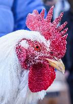 Living Heritage of Commerce in Ancient City - Iraq