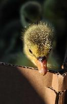 Living Heritage of Commerce in Ancient City - Iraq