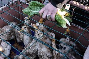 Living Heritage of Commerce in Ancient City - Iraq