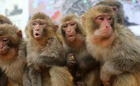 Monkeys Huddle Together in Low Temperatures