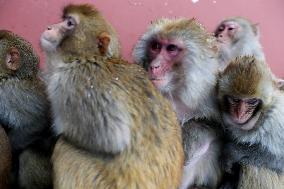 Monkeys Huddle Together in Low Temperatures