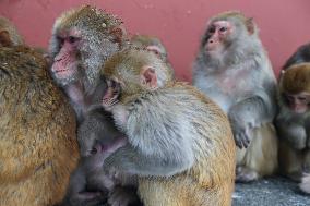 Monkeys Huddle Together in Low Temperatures