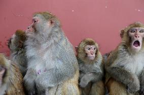 Monkeys Huddle Together in Low Temperatures