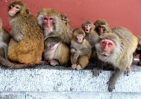 Monkeys Huddle Together in Low Temperatures