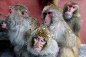 Monkeys Huddle Together in Low Temperatures