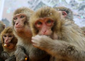 Monkeys Huddle Together in Low Temperatures
