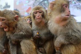 Monkeys Huddle Together in Low Temperatures
