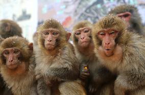 Monkeys Huddle Together in Low Temperatures