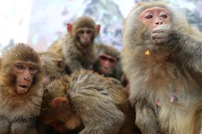 Monkeys Huddle Together in Low Temperatures
