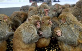 Monkeys Huddle Together in Low Temperatures