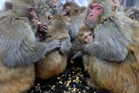 Monkeys Huddle Together in Low Temperatures