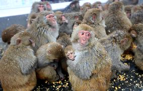 Monkeys Huddle Together in Low Temperatures