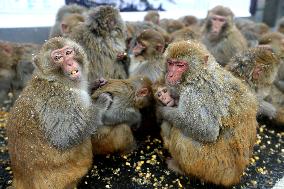 Monkeys Huddle Together in Low Temperatures