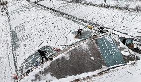 Agriculture Under Cold Wave
