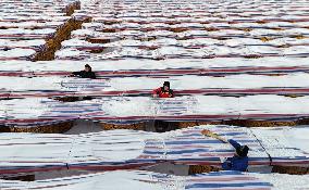 Agriculture Under Cold Wave