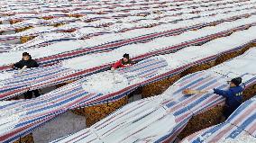 Agriculture Under Cold Wave