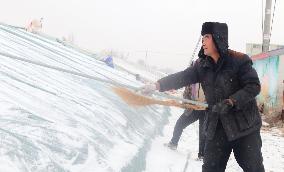 Agriculture Under Cold Wave