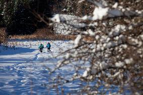 Illustration - Chartreuse