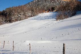 Illustration - Chartreuse