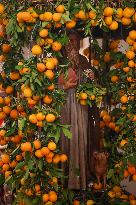 Celebration of The Feast of Saint Anthony Abbot - Corsica