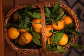 Celebration of The Feast of Saint Anthony Abbot - Corsica