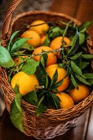 Celebration of The Feast of Saint Anthony Abbot - Corsica