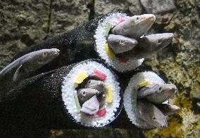 Conger eels at northeastern Japan aquarium