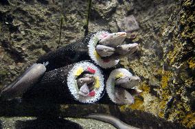 Conger eels at northeastern Japan aquarium
