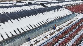 Blueberry Planting Base