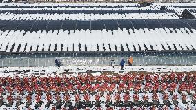 Blueberry Planting Base