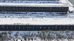 Blueberry Planting Base