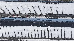 Blueberry Planting Base