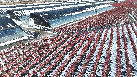 Blueberry Planting Base