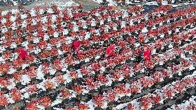 Blueberry Planting Base