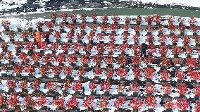 Blueberry Planting Base