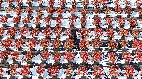 Blueberry Planting Base