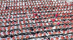 Blueberry Planting Base