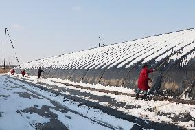 Blueberry Planting Base